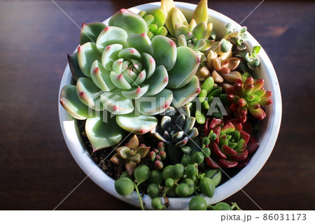 窓辺の多肉寄せ植え 窓辺の多肉寄せ植え 86031173