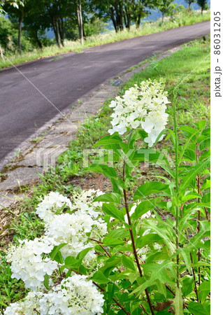 越後ハーブ香園入広瀬(新潟県) 越後ハーブ香園入広瀬(新潟県) 86031205