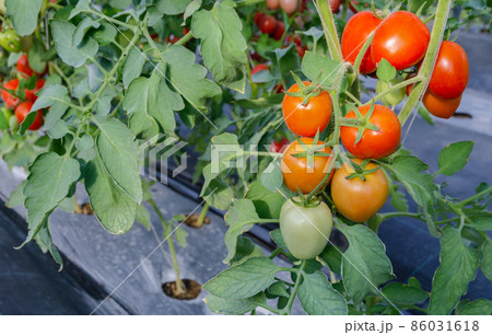Red ripe roma tomatoes growing in greenhouse. 86031618