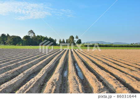 Lines of soil made by tractors has blue sky and mountain background ,agriculture in Thailand 86031644
