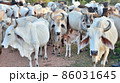Group of cow herd is feeding grass in a dry field,Tropical natural landscape in Thailand. 86031645