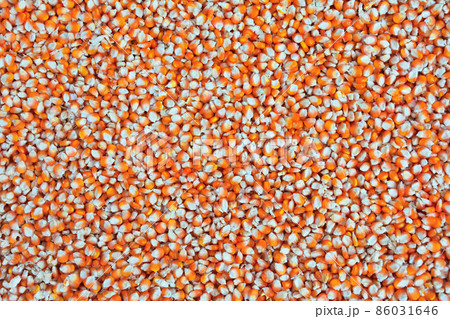 Close up  dried yellow corn kernels are lined up in the background. 86031646