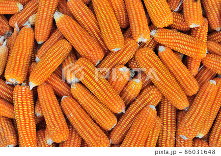 Close up  dried yellow corn kernels are lined up in the background. 86031648