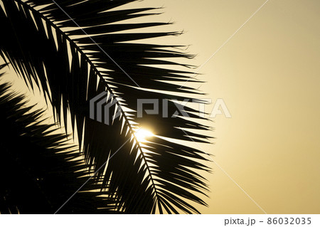 Palm leaves background. Tropical palm branch against the background of sunset and clear sky 86032035