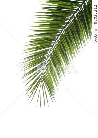 Palm tree leaf isolated. Tropical palm branch on a white blank background. Palm tree leaf isolated. Tropical palm branch on a white blank background. 86032212