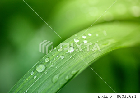 Drops of dew on the leaves. Drops of water on green leaves of plants in the morning in the forest. Relax and nature background Drops of dew on the leaves. Drops of water on green leaves of plants in the morning in the forest. Relax and nature background 86032631