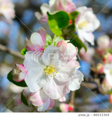White apple tree flowers. Sunny spring day 86033369