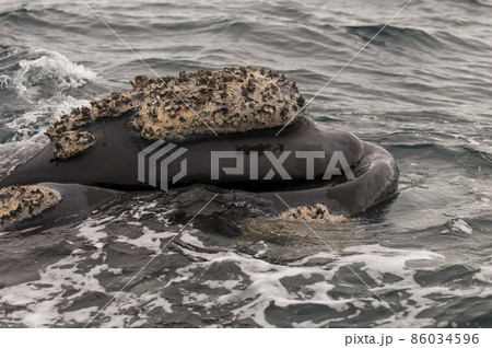 Whale Patagonia Argentina Whale Patagonia Argentina 86034596