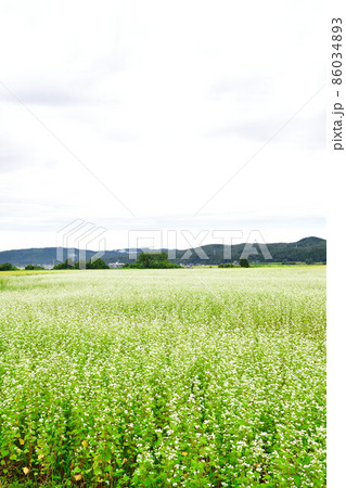 そば畑(新潟県) そば畑(新潟県) 86034893