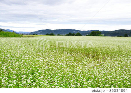 そば畑(新潟県) そば畑(新潟県) 86034894