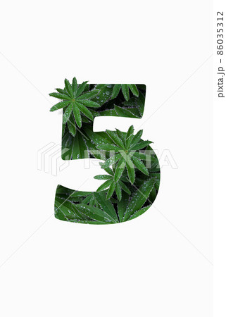 Arabic numeral five 5, isolated on a white background. Stylized as a collage of a photo of a lupin flower leaf. Concept: graphic design decorated with decorative font. Arabic numeral five 5, isolated on a white background. Stylized as a collage of a photo of a lupin flower leaf. Concept: graphic design decorated with decorative font. 86035312