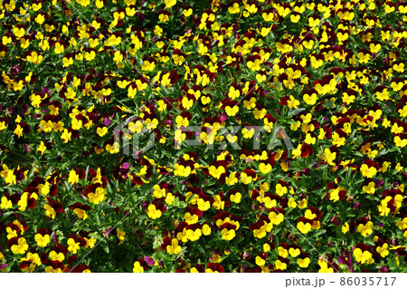 画面いっぱいに広がるパンジーの花畑 画面いっぱいに広がるパンジーの花畑 86035717