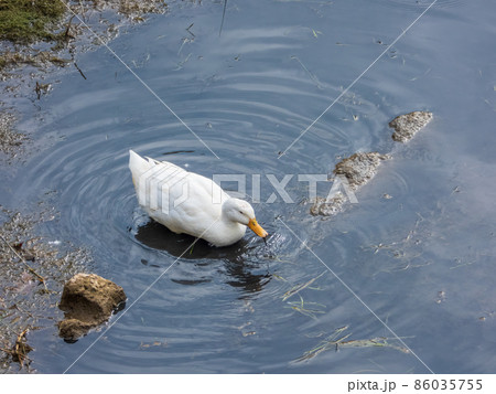 The white duck on the river bank 86035755