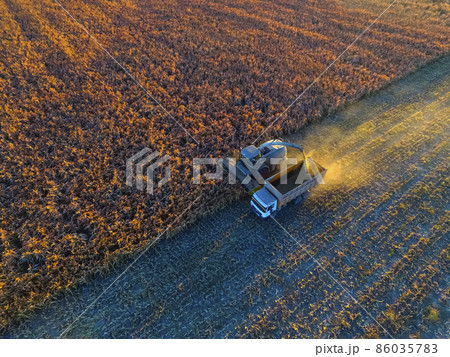 Sorghum harvest, in La Pampa, Argentina 86035783