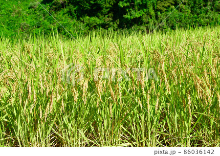 外之沢の棚田(新潟県) 外之沢の棚田(新潟県) 86036142