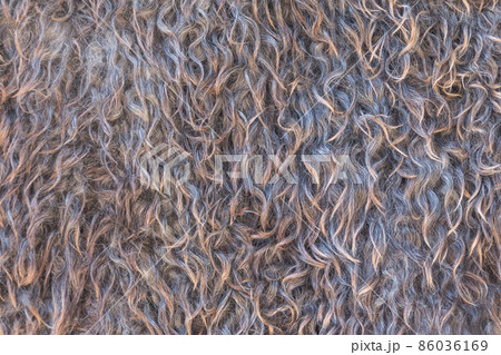 Sheep wool 86036169