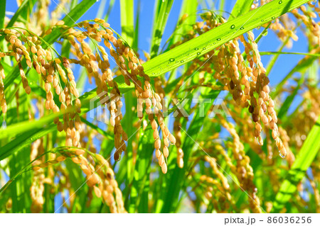 稲穂イメージ 86036256