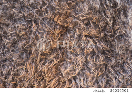 Sheep wool 86036501