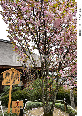 地主神社の桜 86036611