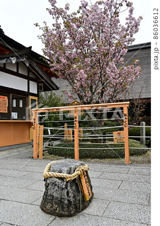 地主神社の桜 地主神社の桜 86036612