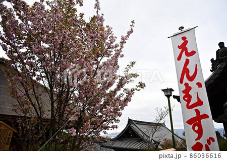 地主神社の桜 86036616