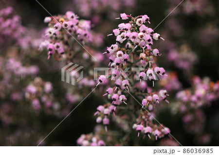 ジャノメエリカの開花 ピンク色の小花 ジャノメエリカの開花 ピンク色の小花 86036985