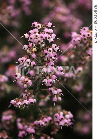 ジャノメエリカの開花 ピンク色の小花 ジャノメエリカの開花 ピンク色の小花 86036986