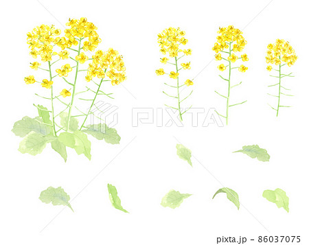 水彩で描いた菜の花のセット　ベクター 86037075