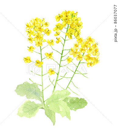 透明水彩で描いた菜の花　手描きアナログイラスト　背景透過 86037077