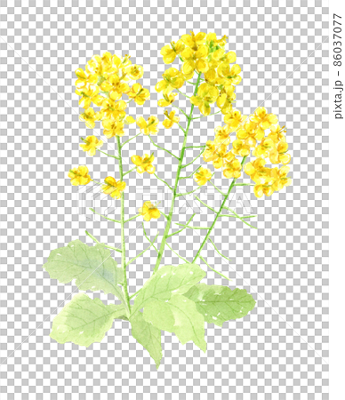 透明水彩で描いた菜の花　手描きアナログイラスト　背景透過 86037077