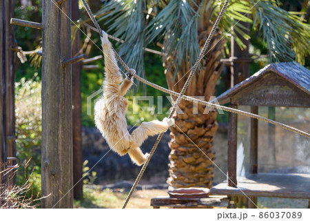 動物園で綱渡りする白いシロテテナガザル 86037089
