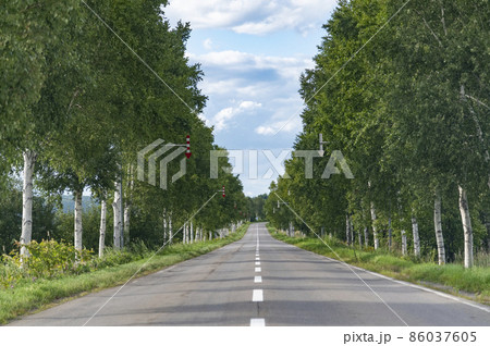 美幌の白樺並木 国道243号 86037605