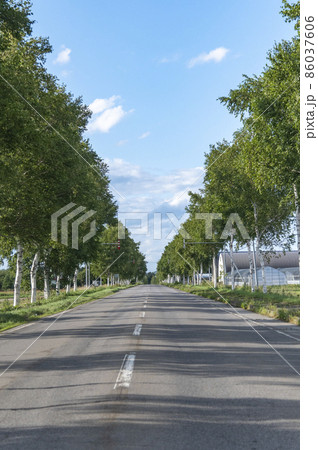 美幌の白樺並木 国道243号 美幌の白樺並木 国道243号 86037606