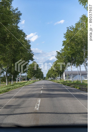 美幌の白樺並木 国道243号 美幌の白樺並木 国道243号 86037607