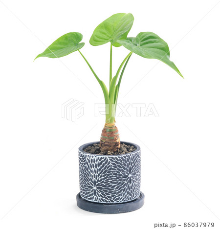 観葉植物、アロカシア・ククラータ（シマクワズイモ）の鉢植え【白背景】 86037979
