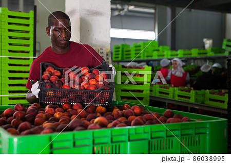Worker working at fruit warehouse Worker working at fruit warehouse 86038995