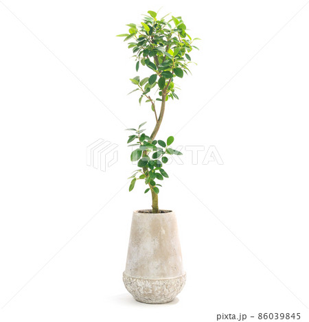 観葉植物、フィカス・ルビギノサ（フランスゴム）の鉢植え【白背景】 86039845