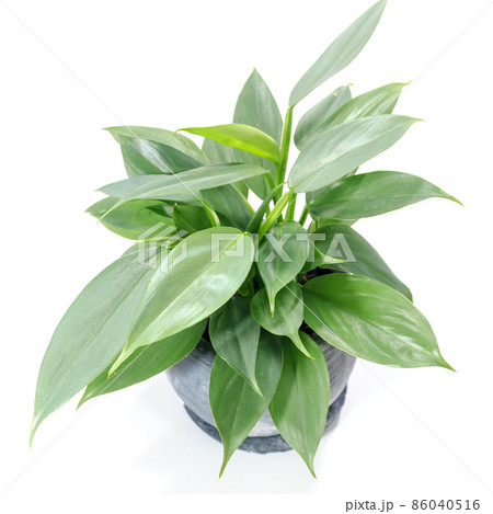 観葉植物、フィロデンドロン・シルバーメタルの葉【白背景】 観葉植物、フィロデンドロン・シルバーメタルの葉【白背景】 86040516