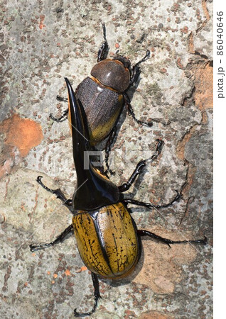 ヘラクレスオオカブトのヘラクレスヘラクレスのオスとメス　樹木の上で 86040646