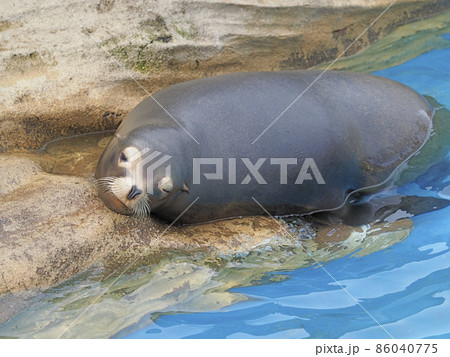 カリフォルニアアシカ カリフォルニアアシカ 86040775