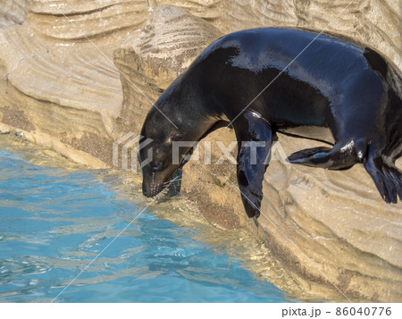 カリフォルニアアシカ 86040776