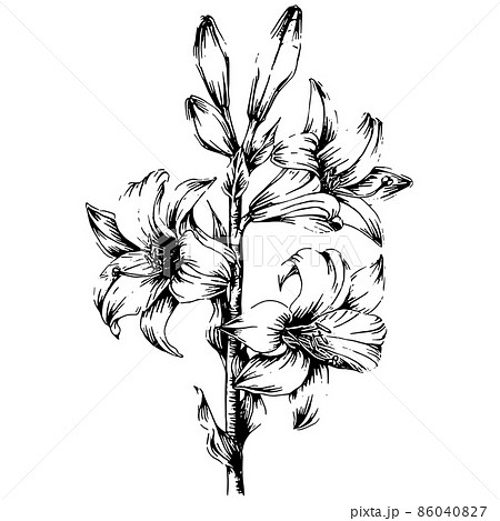 ユリの花の手描きラインアート イラストのイラスト素材