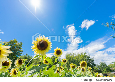奈良県県営馬見丘陵公園の向日葵 86040989
