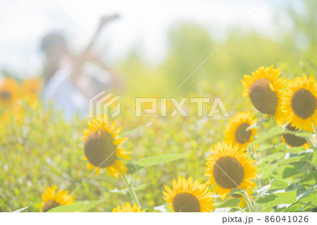 奈良県県営馬見丘陵公園の向日葵 86041026