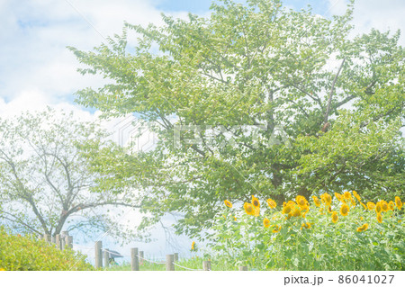 奈良県県営馬見丘陵公園の向日葵 奈良県県営馬見丘陵公園の向日葵 86041027