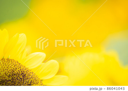 奈良県県営馬見丘陵公園の向日葵 86041043