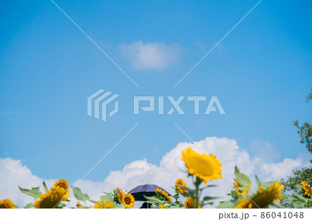 奈良県県営馬見丘陵公園の向日葵 86041048
