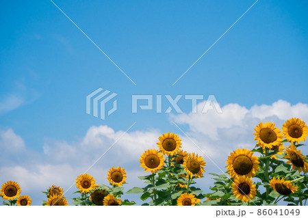 奈良県県営馬見丘陵公園の向日葵 86041049