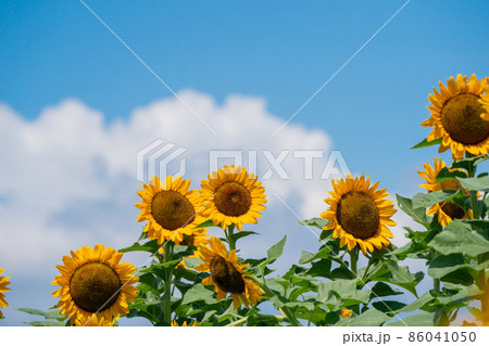 奈良県県営馬見丘陵公園の向日葵 86041050