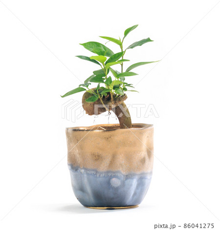 観葉植物、キジムナーが宿るガジュマルの鉢植え【白背景】 86041275